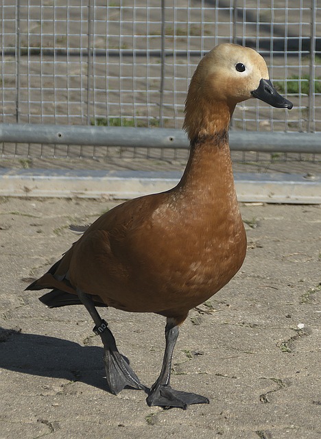始为新赛季